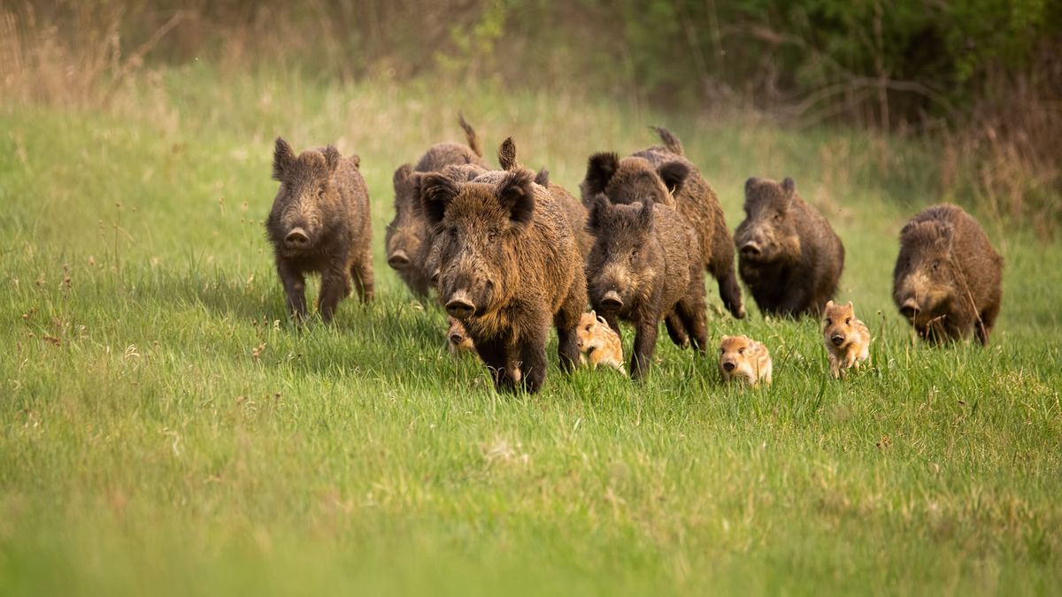 Spooktocht scouting kan niet doorgaan vanwege wilde zwijnen