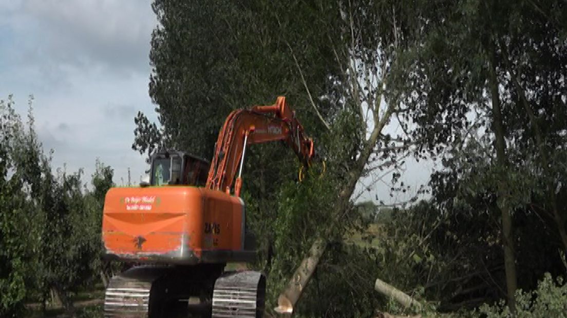 Bomen en struiken kappen en riet weghalen om het risico op overstromingen zo klein mogelijk te maken; Rijkswaterstaat pakt de begroeiing in de uiterwaarden van Gelderse rivieren aan.