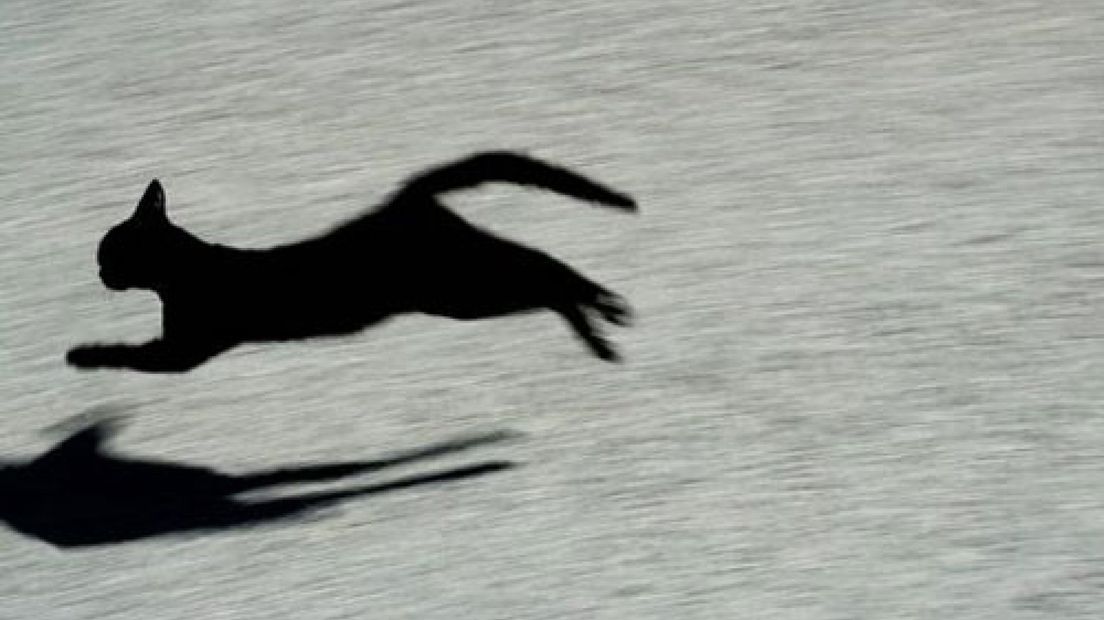 Kat steekt over: jonge vrouw gewond