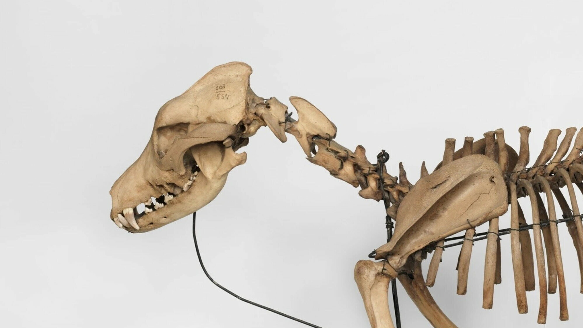 Hoe oud is de terpenhond in het Fries Museum? DNA-onderzoek moet het uitwijzen