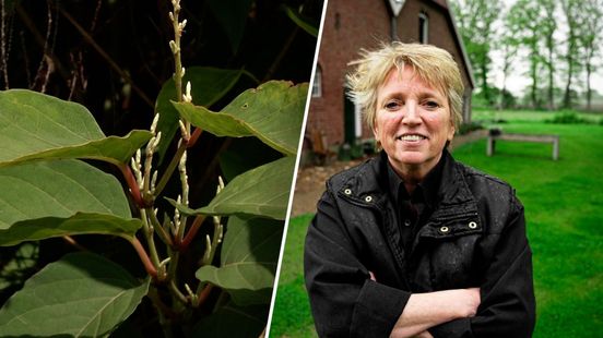 'Het lijkt op rabarber': woekerplant Japanse duizendknoop is ook een groente