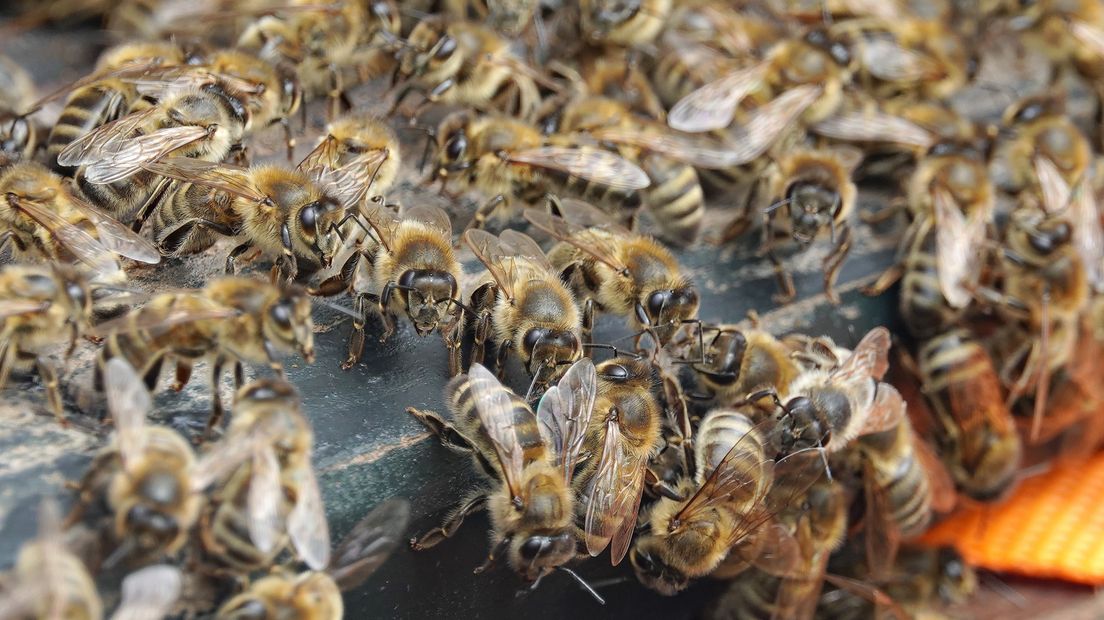 De bijen zouden baat moeten hebben bij ecologisch bermbeheer