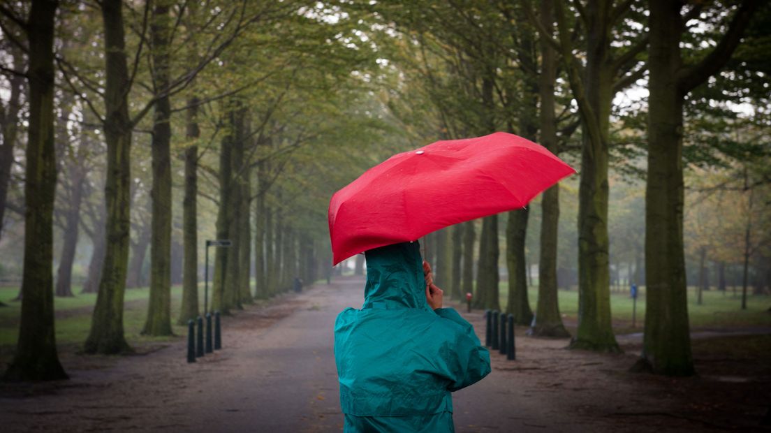 Als het waait, kan het in bossen gevaarlijk zijn.