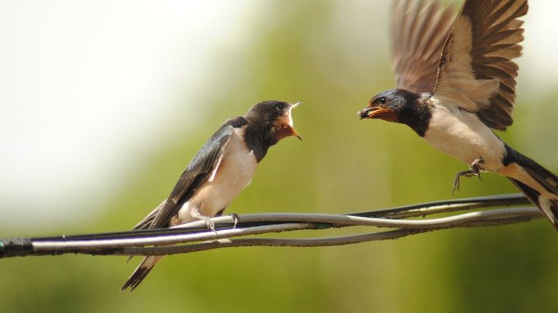 Boerenzwaluwen vliegen af en aan om alle jongen op de deel van boerderij Stokkink in Gelselaar van voedsel te voorzien. Maar liefst twaalf koppeltjes hebben een nestje gebouwd in het achterhuis. 'Nog niet eerder zaten er zoveel nesten op de boerderij', vertelt Arend Heideman opgetogen. Het is een genot om te kijken naar een koppeltje boerenzwaluwen dat zit te kibbelen op een eeuwenoude balk, maar al die vogels hebben ook een nadeel...