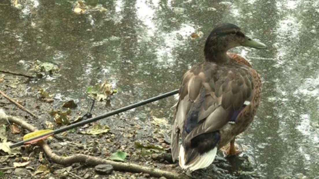Eend zwemt met pijl in de vleugel