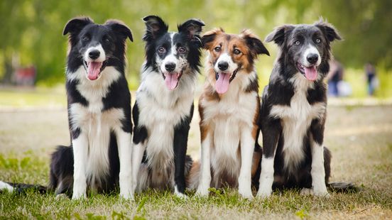 Limburgse dierenvoedselbank voortaan ook in Venlo actief Home
