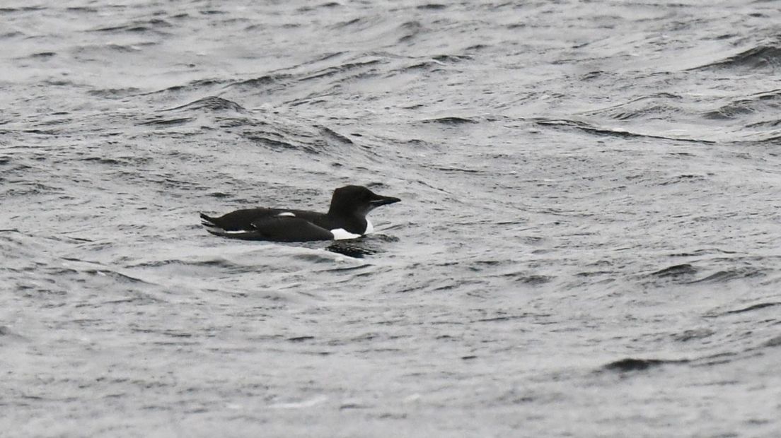 De kortbekzeekoet die is gespot bij de Veerse Gatdam