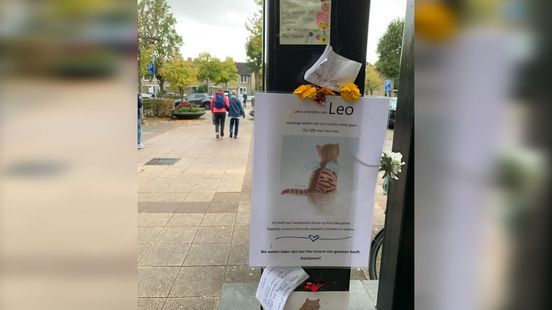 Kat Leo ingeslapen: 'Veel mensen zullen hem missen'