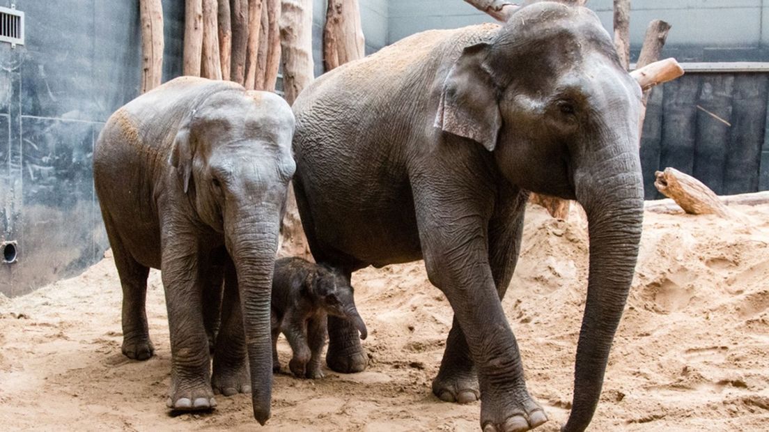 Het baby-olifantje met moeder en zus.