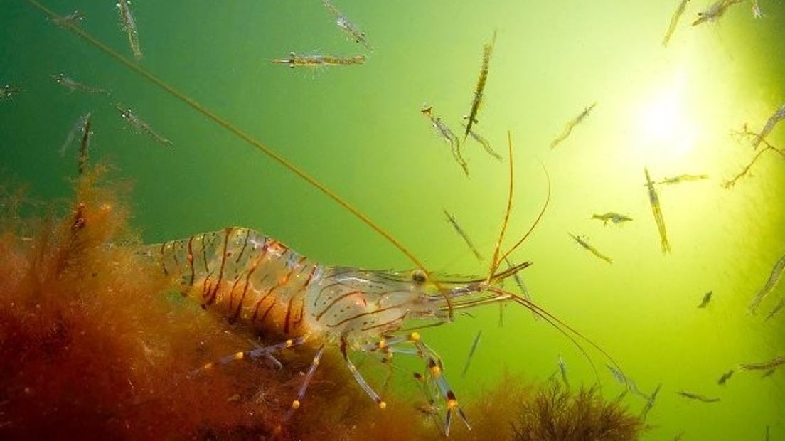 Winnaar WWF-Frans Lanting Photo Award maakte deze foto in Grevelingenmeer