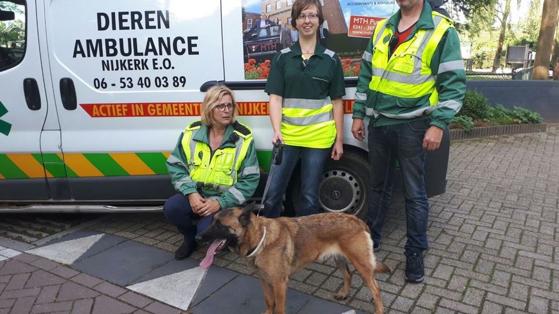 De ontsnapte politiehond Cindy uit Putten is terecht. Het dier werd gevonden op bungalowpark De Veluwse Hoevegaerde in Putten. De hond ontsnapte maandagavond aan de Engweg na een bezoek aan de dierenarts.