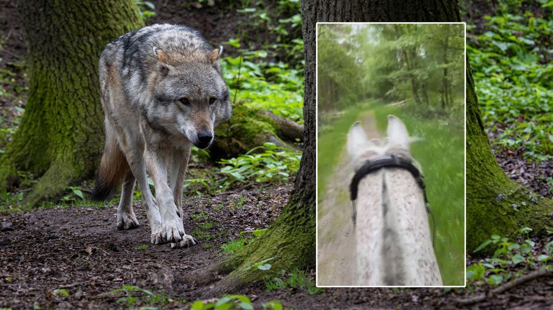 Wolf ruiter