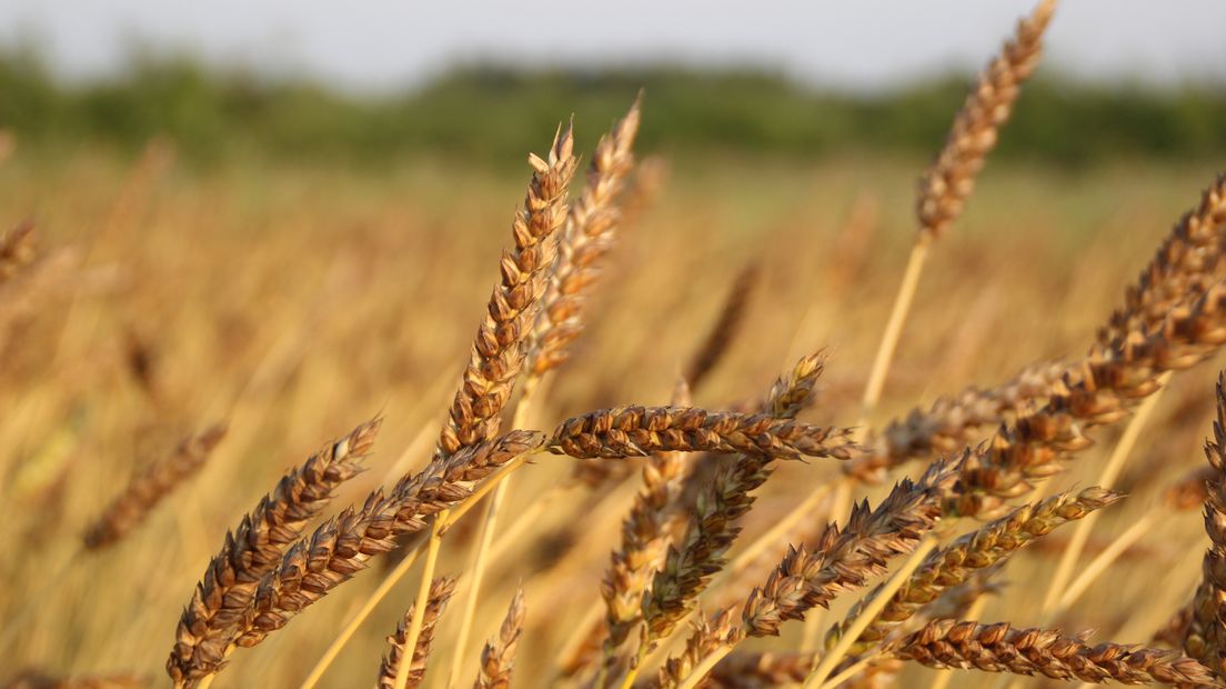 Iedere zondagochtend tussen 7.00 en 10.00 uur struint verslaggever Laurens Tijink door de Gelderse natuur. Vandaag kijkt Laurens samen met gemeenschapsboer en BuitenGewoon-blogger Louis Dolmans op een andere manier naar landbouw en natuur.