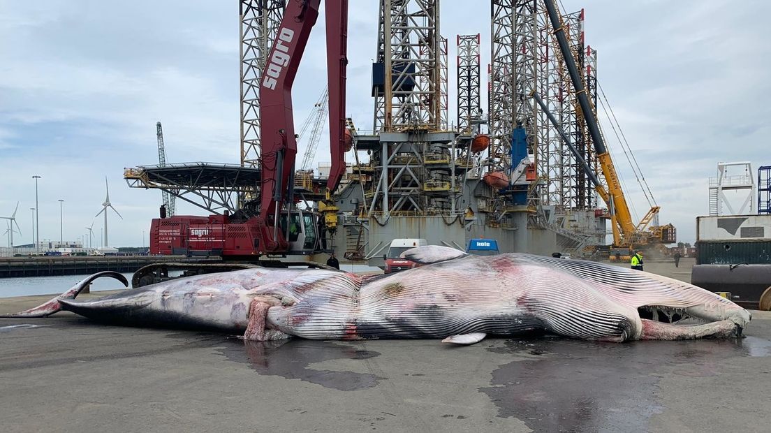 De dode walvis op de kade