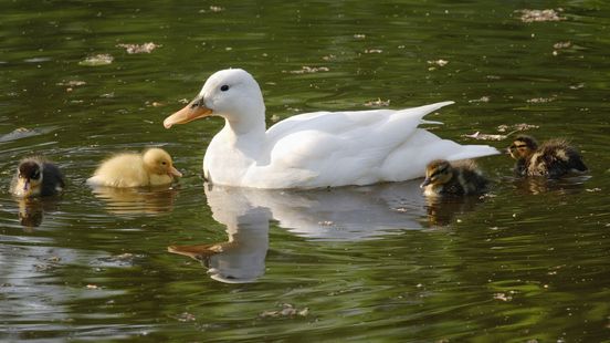 Leerlingen aangeslagen na brute ontvoering geliefde schoolvriend