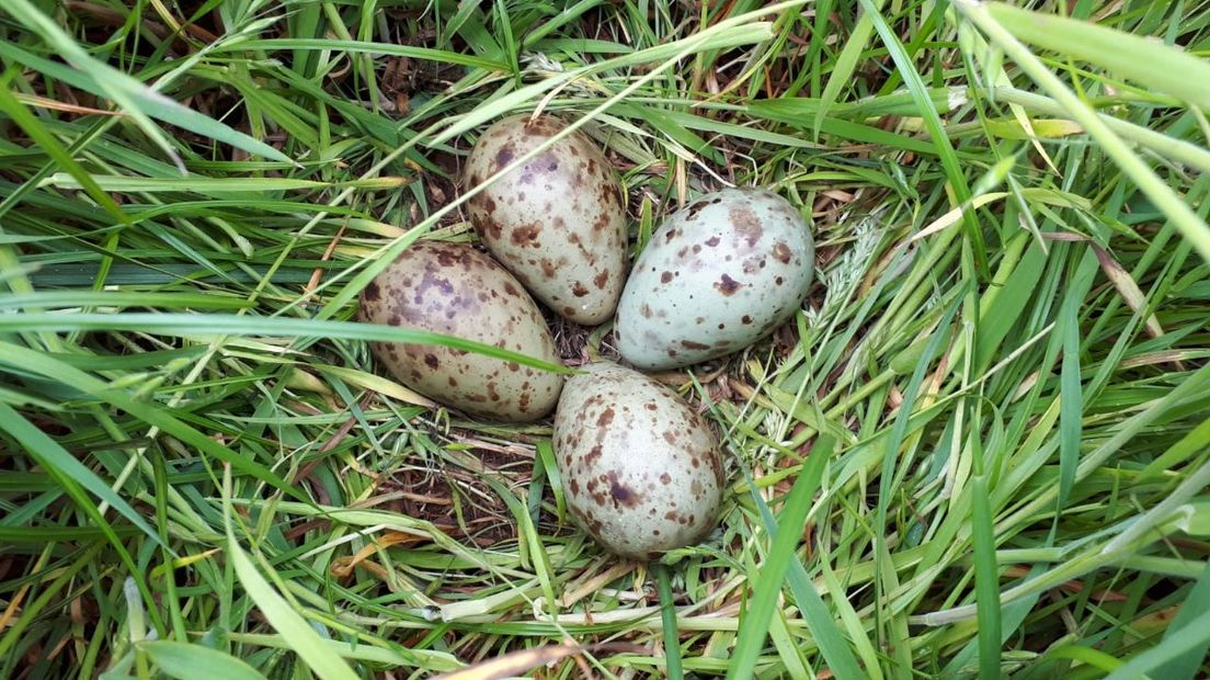 Een wulpennest bestaat meestal uit drie tot vier eieren (Rechten: Henk Jan Ottens)