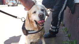 Politie bevrijdt hond uit snikhete auto
