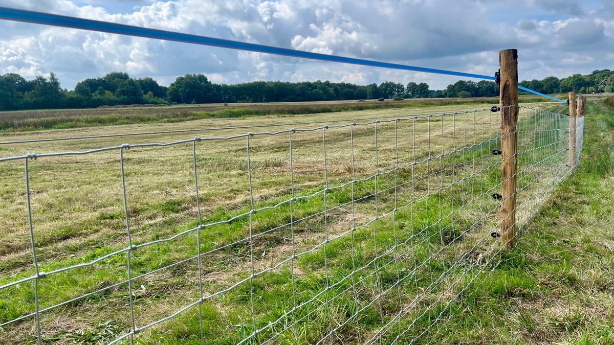 Permanent raster met stroom erop moet wolven bij Sellingen op afstand houden