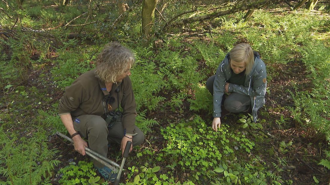 Loes en Tineke Bouwmeester in het Mantingerbos