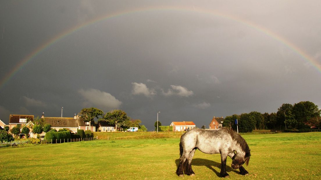 Paard regen