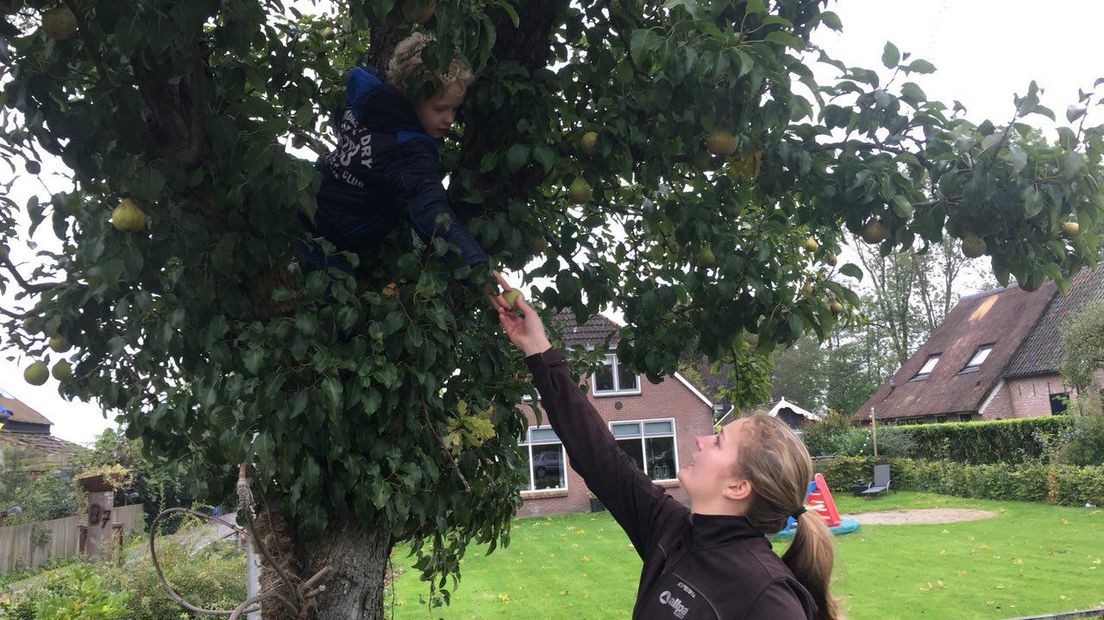 Een jongetje plukt de peren in de boom (Rechten: Petra Wijnsema/RTV Drenthe)