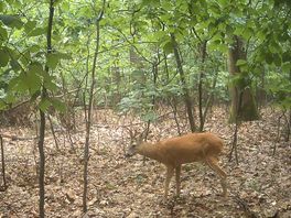 Kreupele ree voor de wildcamera