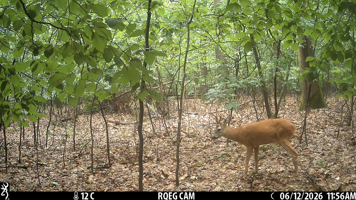 Kreupele ree voor de wildcamera