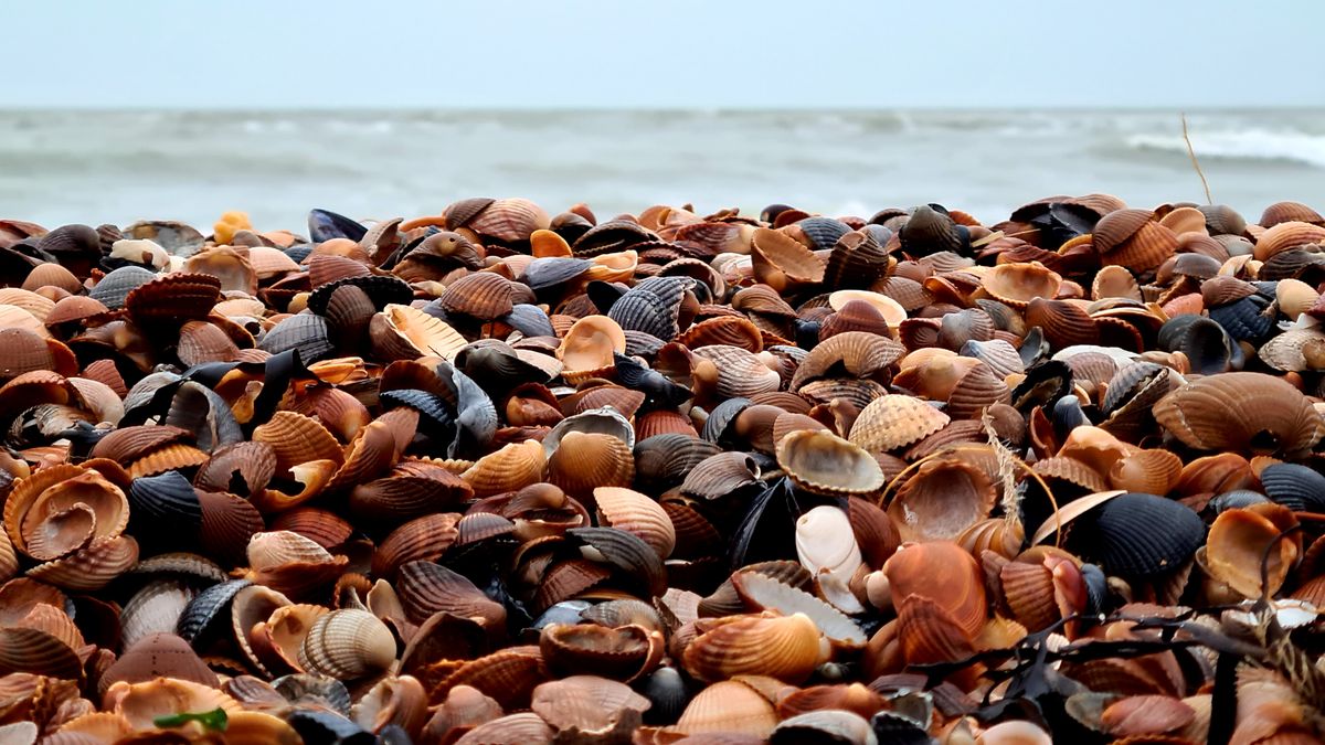 Vijf jaar lang schelpen tellen in Zeeland: 'Het beeld op het strand verandert'