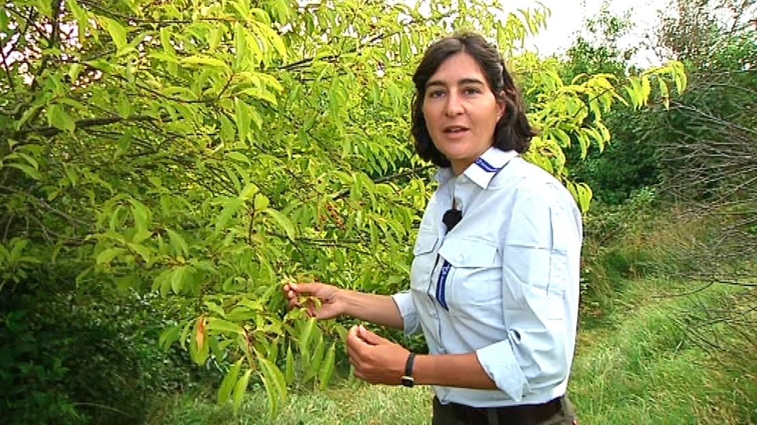 Cynthia Borras maakt zich tijdens de droogte zorgen om brandgevaar op Schier (archieffoto).