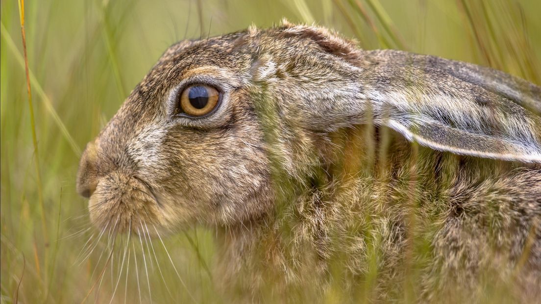 Weer hazenpest in Zenderen