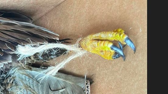 Aangifte na lugubere vondst: 'Opmerkelijk en zorgwekkend'