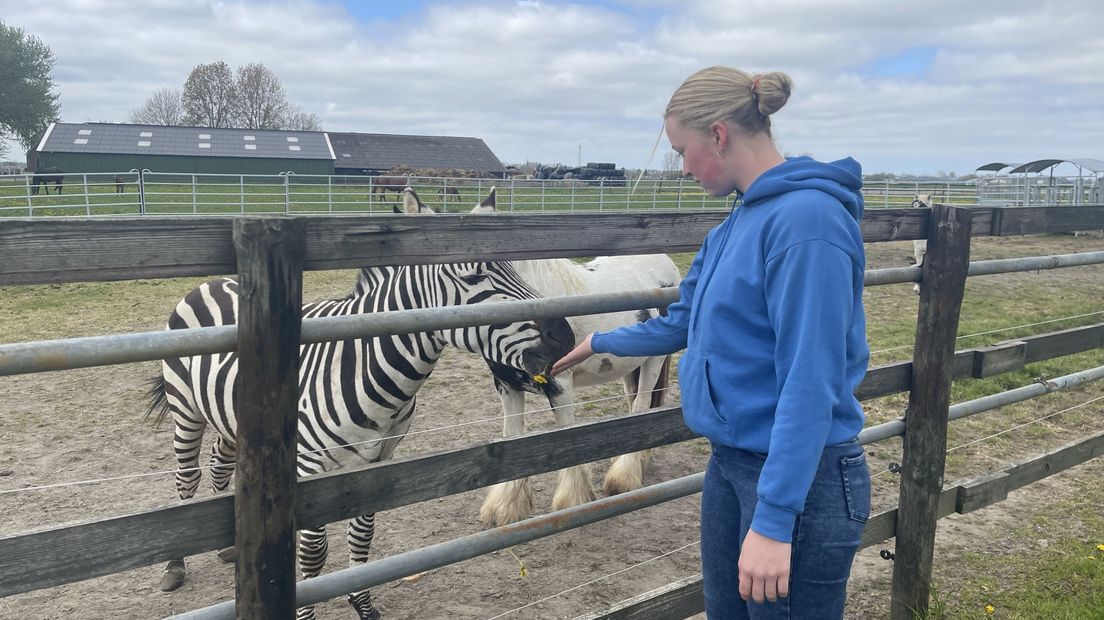 Simon de zebra krijgt iets te eten