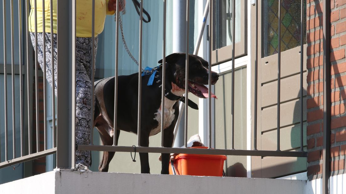 De eigenaresse stond na het incident nog enige tijd met haar hond op het balkon.