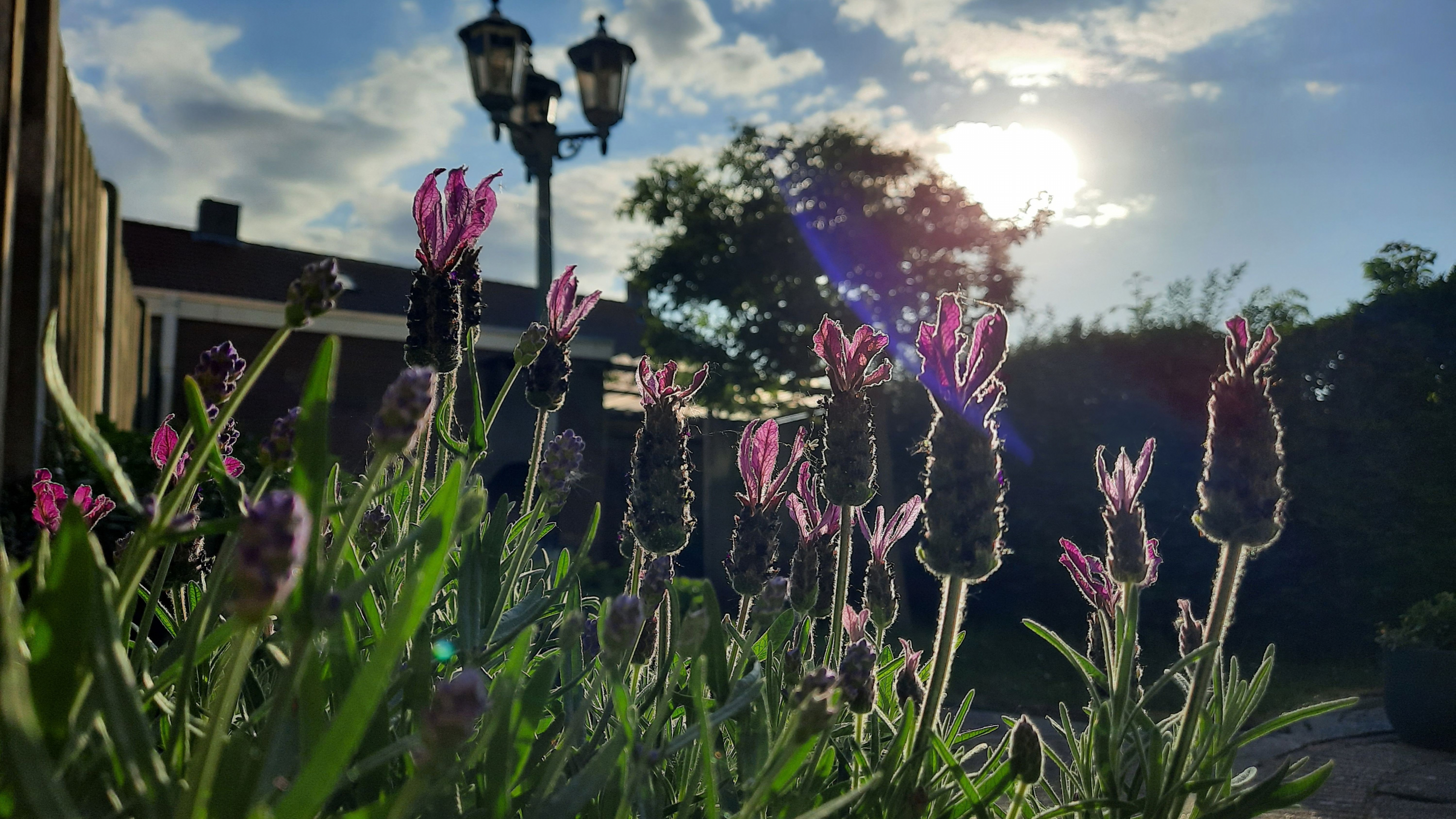 Je kunt de insecten zomaar in de lavendel in je tuin aantreffen