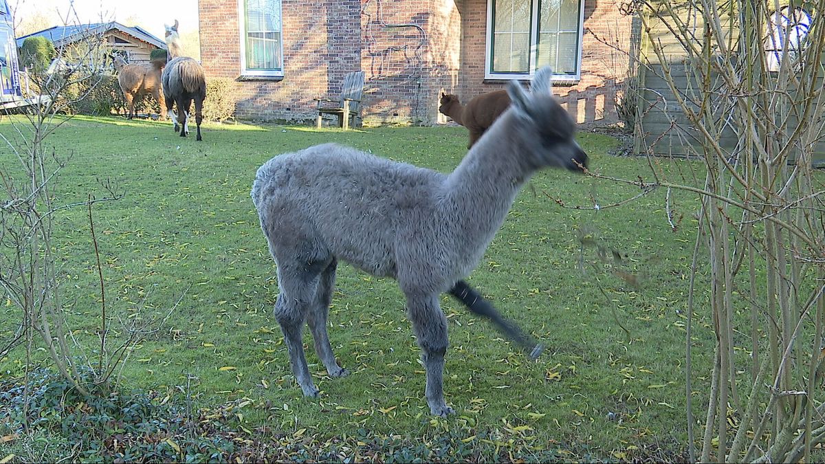 Lama Thalissa kan met eerste prothese van Nederland weer normaal lopen