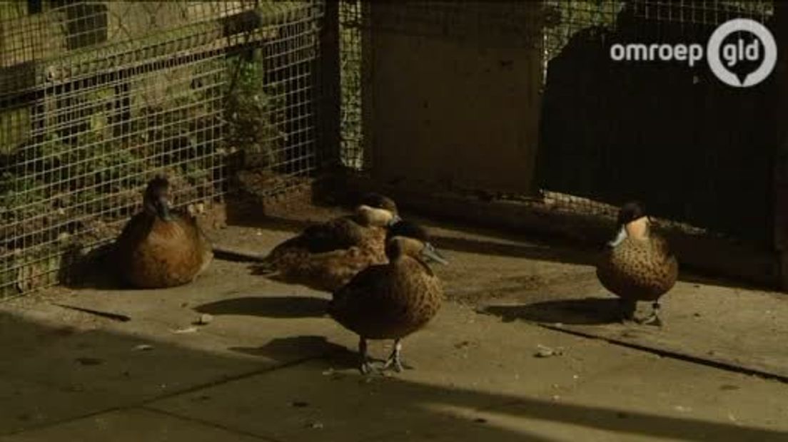 Het begon heel onschuldig met een koppeltje kwakers, maar binnen de kortste keren had André Ladestein 120 eenden in zijn achtertuin.