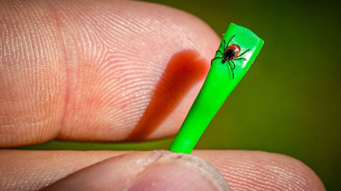 Een tekenbeet kan de ziekte van Lyme veroorzaken.