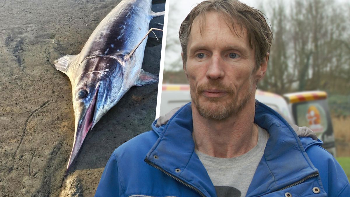 Rinaldo uit Menaam heeft zeldzame zwaardvis achterin zijn bus: 