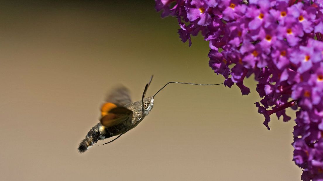 Tijdens het vliegen bewegen de vleugels van de kolibrievlinder zo snel dat ze met het blote oog niet te zien zijn (Rechten: Free Nature Images/Jan Nijendijk)