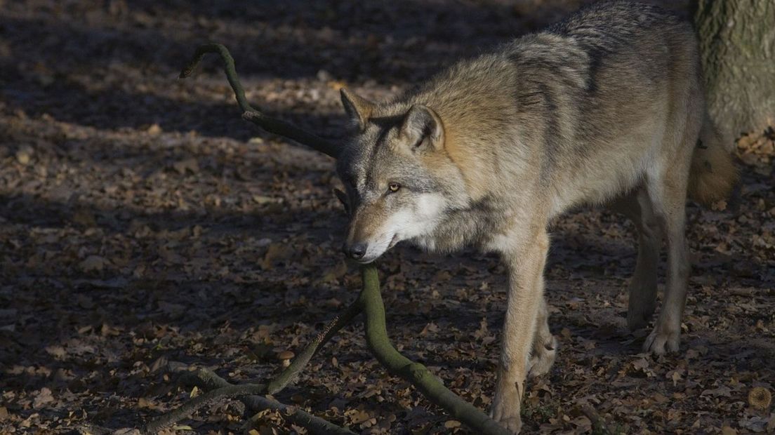De wolf wordt geregeld gespot voor wildcamera's, foto ter illustratie
