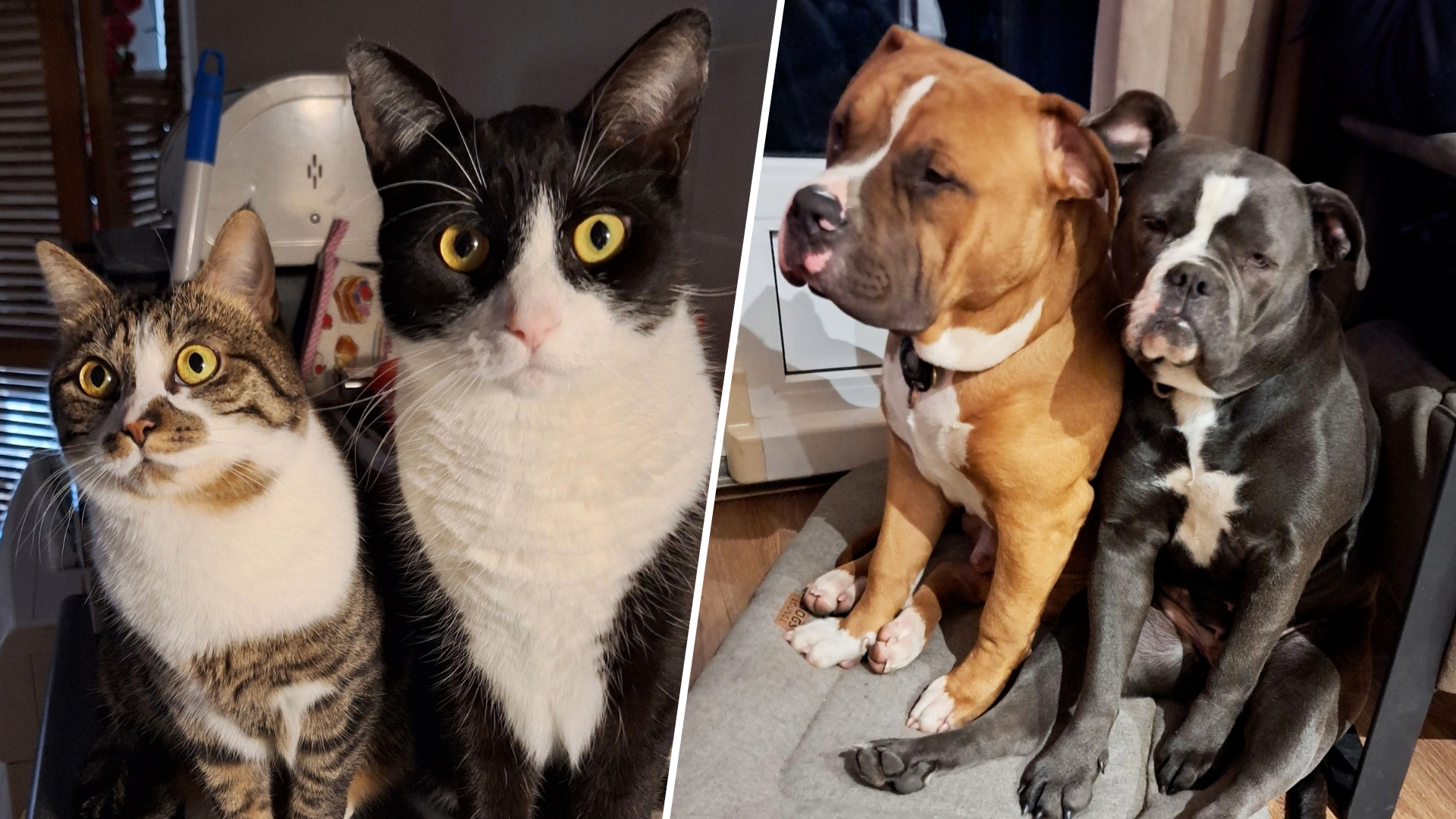 Katten Sophie en Ollie fan baaske Nynke Zijlstra en hûnen Turbo en Baukje fan Ansje Heeringa