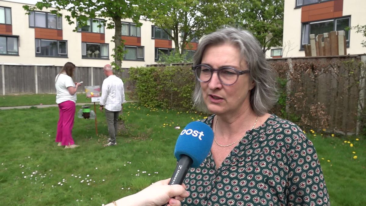 Bestrijders van de Aziatische hoornaar proberen zoveel mogelijk koninginnen te vangen