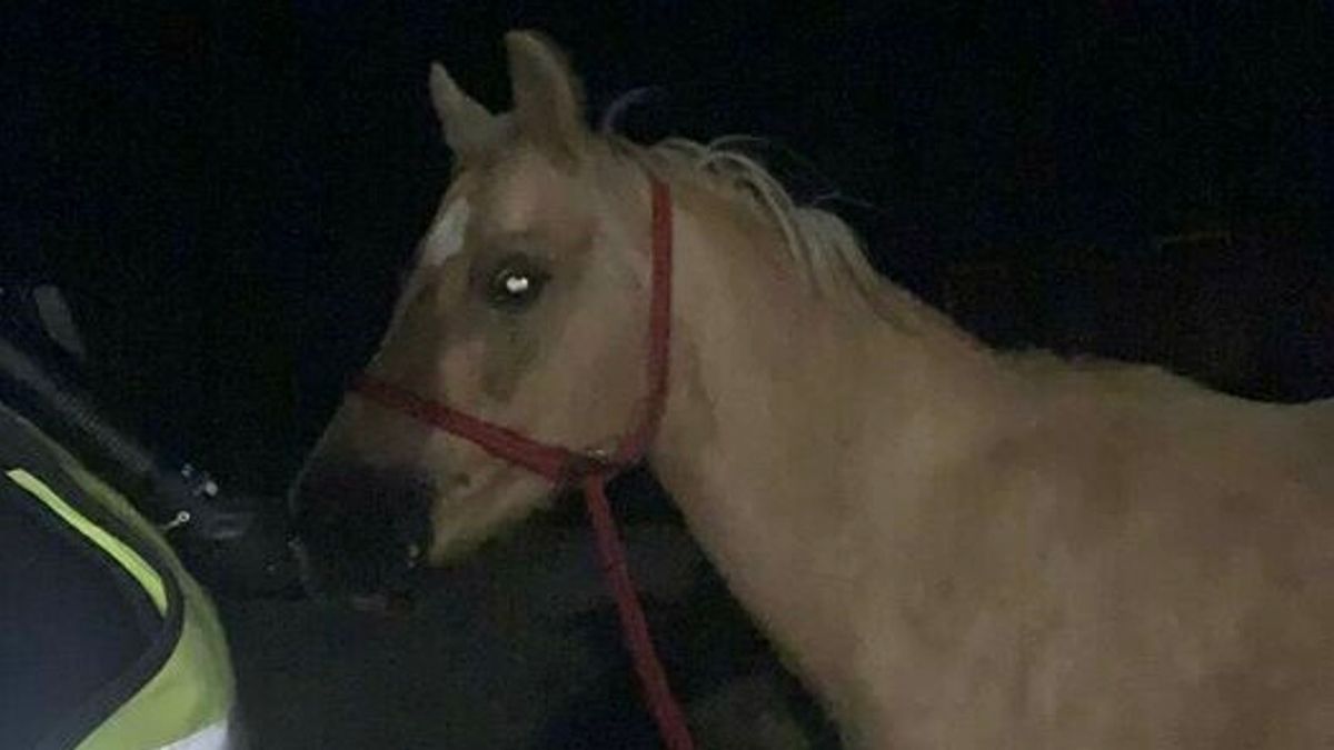 Politie vangt vierbenige boeven bij Kerkwerve