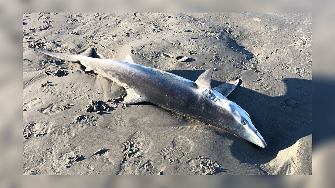 De haai op het strand van Schiermonnikoog