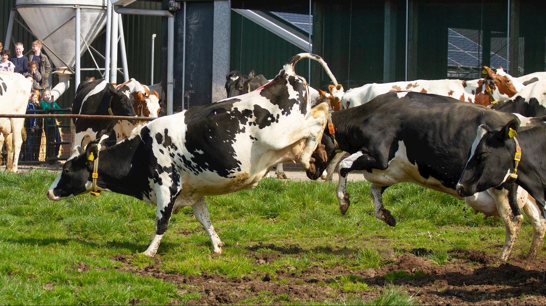 Krimp van de veestapel oorzaak teleurstellende cijfers voerbedrijf ForFarmers