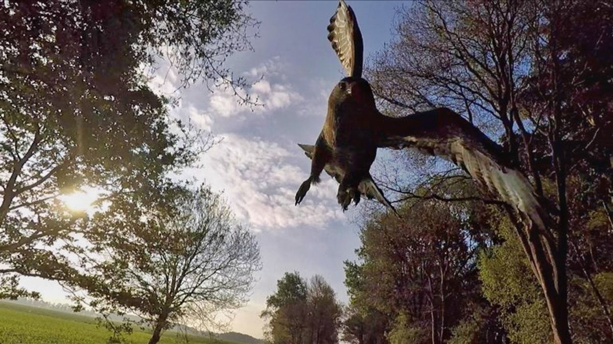 Fietsende leraar Theo Rook (63) weer aangevallen door buizerd