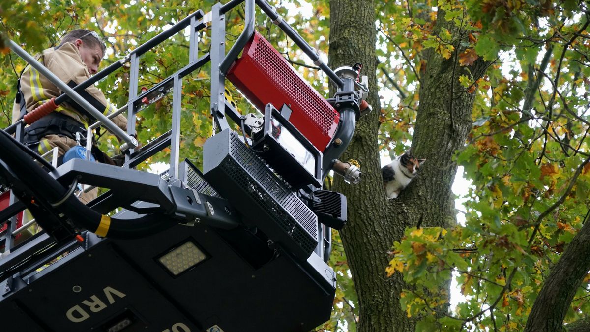 Kat springt uit zes meter hoge boom, en komt op pootjes terecht in Hollandscheveld
