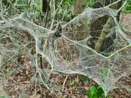 'Halloween' in het Haagse Bos: dit beestje bedekt bomen met webben
