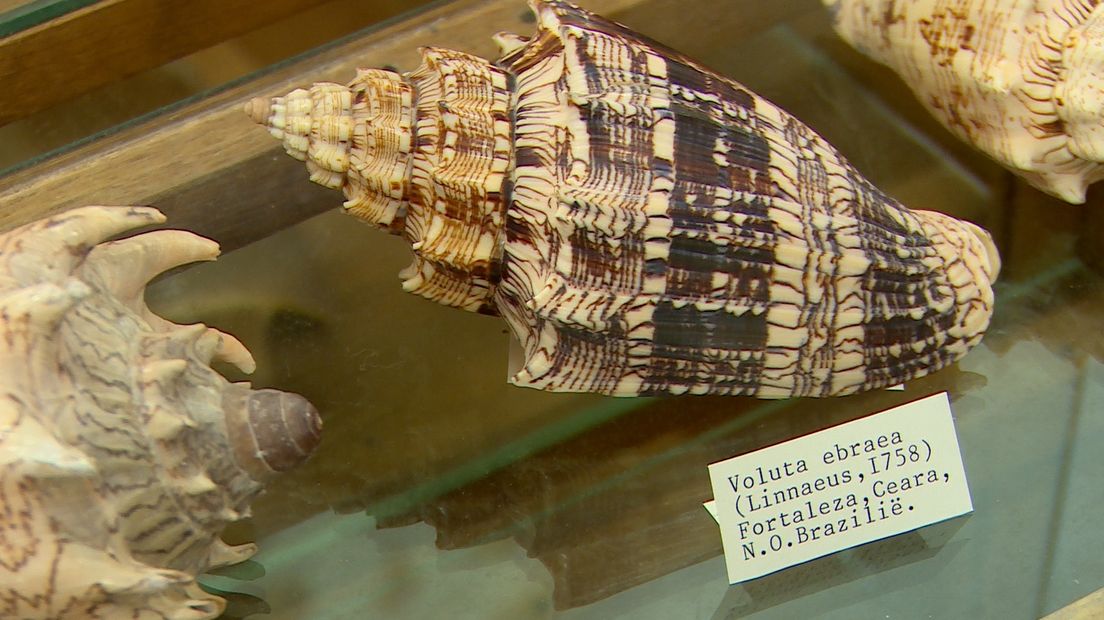 Een schelp uit de collectie van het museum