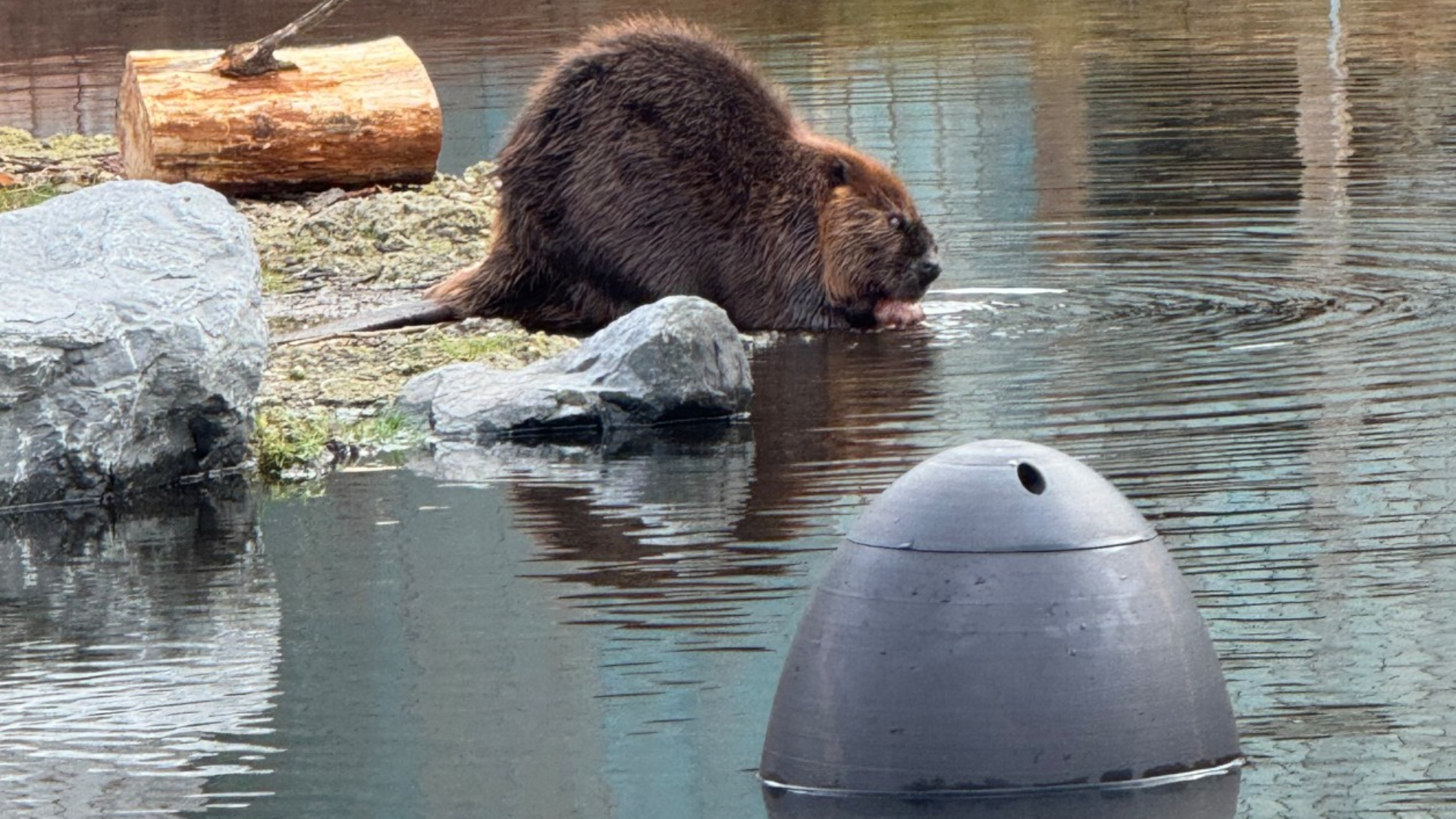 Het apparaat luistert naar onderwatergeluiden van bevers.